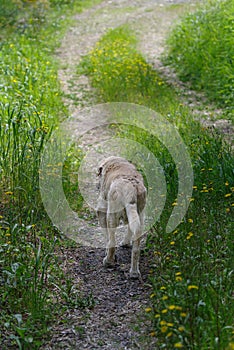 Senior Labrador Retriever on footpath