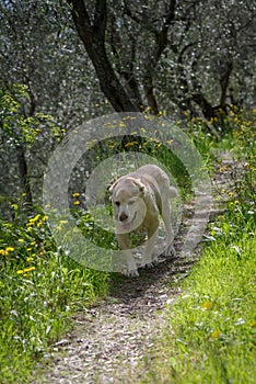 Senior Labrador Retriever on footpath