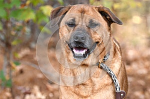 Senior Labrador Retriever mix dog with gray muzzle