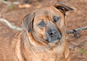 Senior Labrador Retriever mix dog with gray muzzle