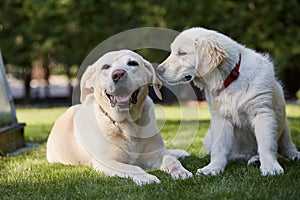 Senior labrador retriever and puppy of golden retriever resting in grass