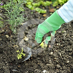 Senior lady doing yard work. Conceptual image