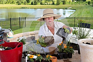 Senior lady gardener repotting houseplants