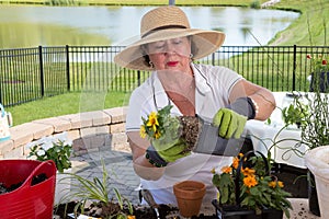 Senior lady removing a rootbound pot from a pot