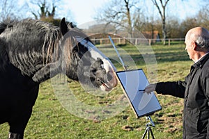 Senior male artist sketching a horse.