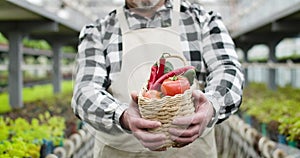 Senior male Caucasian hands stretching basket with vegetables to camera. Mature male gardener showing organic tomatoes