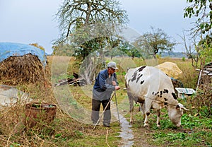 Senior male cow grazes in village