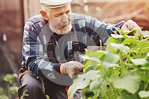 Senior male farmer picking fresh cucumbers from his hothouse