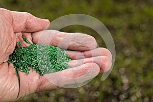 Senior male hand holding coated grass seed for repairing lawn in garden