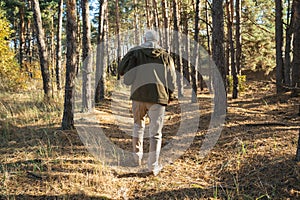 Senior male hiker walking with backpack in the wood while enjoying of the autumn nature