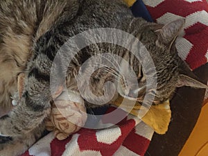 Senior Diabetic Male Tabby Cat Resting