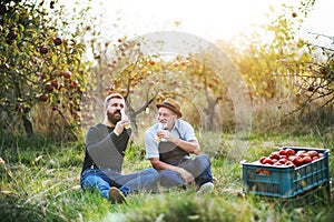 A senior man with adult son drinking cider in apple orchard in autumn.