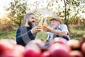 A senior man with adult son holding bottles with cider in apple orchard in autumn.