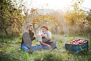 A senior man with adult son holding bottles with cider in apple orchard in autumn.