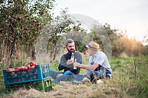 A senior man with adult son holding bottles with cider in apple orchard in autumn.