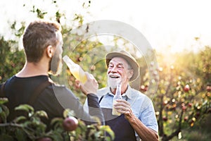 A senior man with adult son holding bottles with cider in apple orchard in autumn.