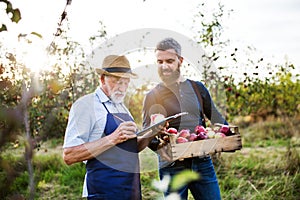 A senior man with adult son picking apples in orchard in autumn.