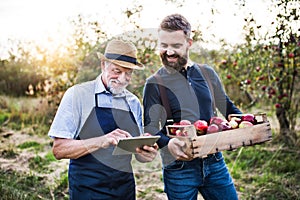 A senior man and adult son with a tablet standing in apple orchard in autumn.