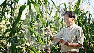 Senior man agronomist using digital tablet and examining leaves of corn crops. Agribusiness concept