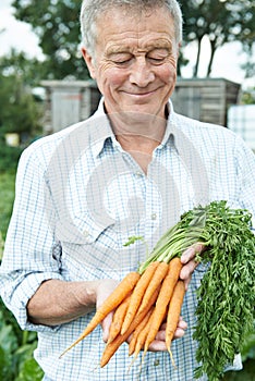 Senior Man On Allotment Holding Freshly Picked Carrots