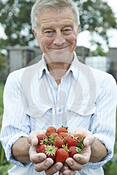 Senior Man On Allotment Holding Freshly Picked Strawberries