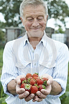 Senior Man On Allotment Holding Freshly Picked Strawberries photo