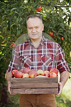 Senior man with Apple in the Apple Orchard