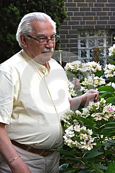 Senior man with blooming hydrangea