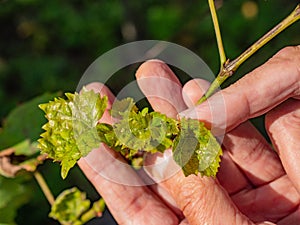 Senior man checks young inflorescence of grape  sprouts on the vine