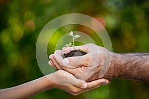 Senior man and child holding green sprout in hands