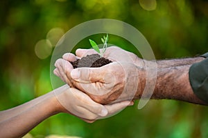 Senior man and child holding green sprout of olive tree in hands