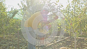 Senior man and child picking apples in orchard. Casual outdoor activity with family concept. Design for poster, banner
