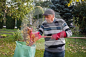 Senior man cleaning garden from fallen leaves.
