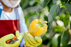 Senior man collecting sweet pepper harvest in the hothouse