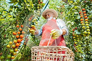 Senior man collecting tomato harvestin the hothouse