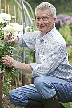 Senior Man Cultivating Flowers In Garden