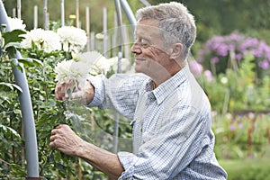 Senior Man Cultivating Flowers In Garden photo