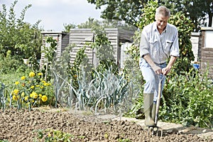 Senior Man Digging Vegetable Patch On Allotment