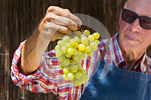 Senior man, farmer worker holding harvest of organic grapes