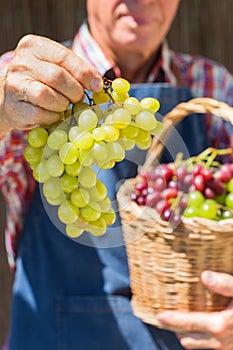 Senior man, farmer worker holding harvest of organic grapes
