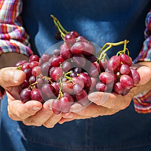 Senior man, farmer worker holding harvest of organic grapes