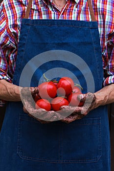 Senior man, farmer worker holding harvest of organic tomato