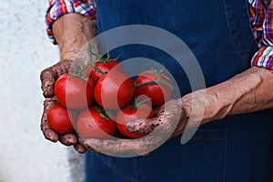 Senior man, farmer worker holding harvest of organic tomato