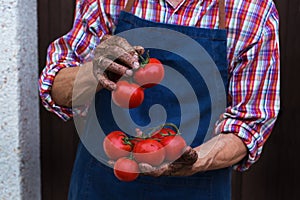 Senior man, farmer worker holding harvest of organic tomato