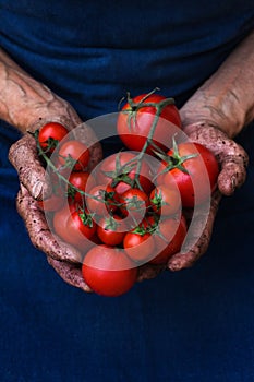 Senior man, farmer worker holding harvest of organic tomato