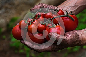 Senior man, farmer worker holding harvest of organic tomato