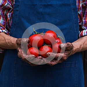 Senior man, farmer worker holding harvest of organic tomato