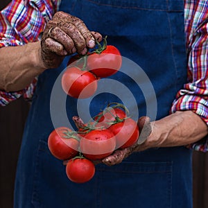 Senior man, farmer worker holding harvest of organic tomato