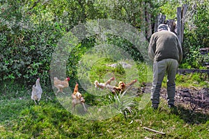 Senior Man Feeding Chickens