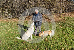 Senior man is feeding dogs on the lawn